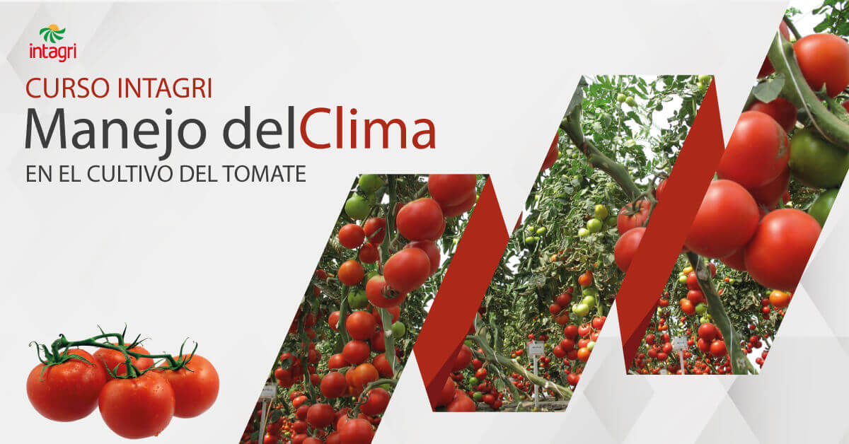 Curso Virtual Sobre Estrategias Agron Micas En El Cultivo De Tomate