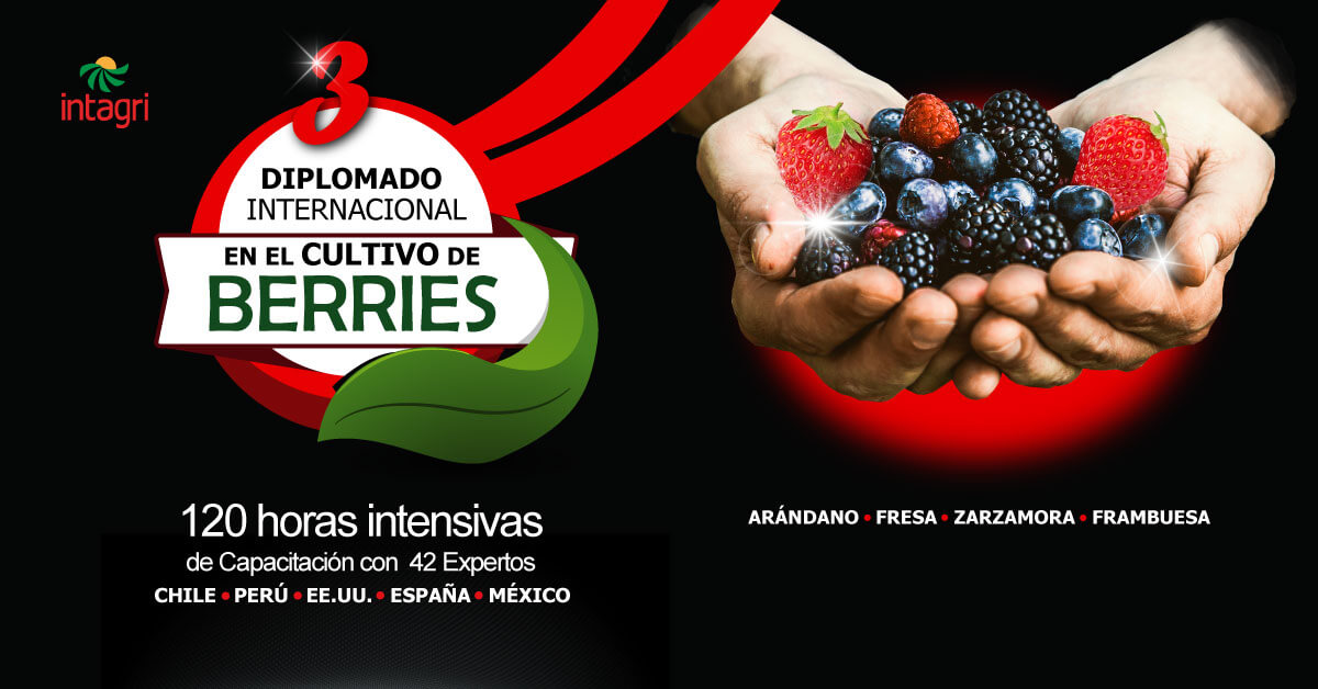 3er Diplomado Internacional en Cultivo de Berries Certificación