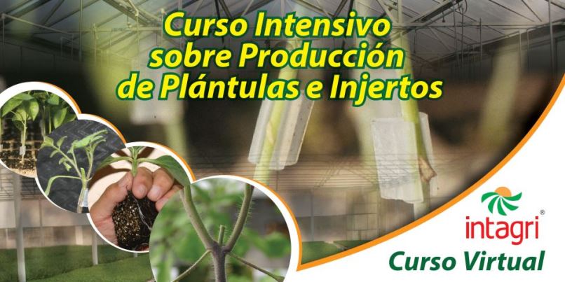 Curso Intensivo Sobre Producci N De Pl Ntulas E Injertos En Hortalizas