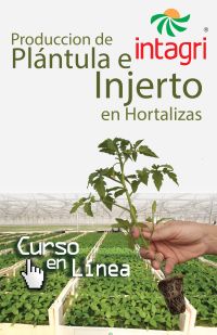 Curso Virtual Produccion De Plantula E Injerto En Hortalizas Diciembre