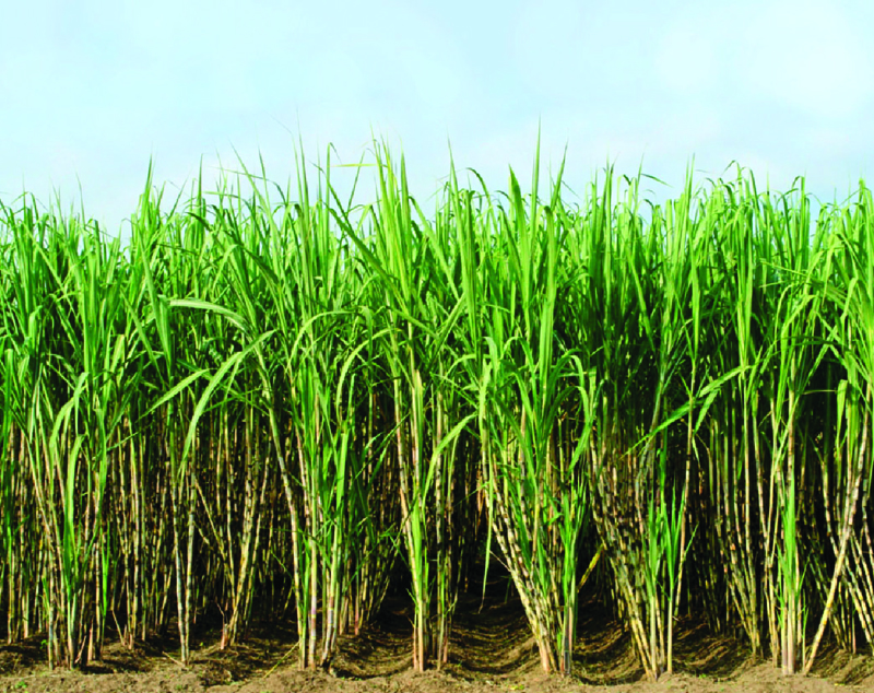 Optimización del Uso de Fertilizantes Nitrogenados en la Caña de Azúcar