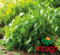 Curvas de Absorción Nutrimental en Cilantro Una Brújula para Fertilizar con Oportunidad