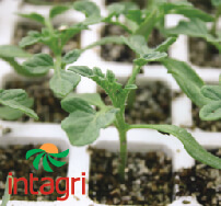 Charolas de germinación o semilleros de germinación para plántula e  injertos para invernadero
