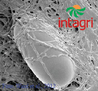 Control Biológico de Nematodos Fitoparásitos con el Hongo Pochonia chlamydosporia