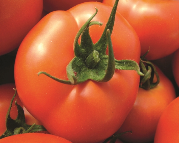 México Supera a Estados Unidos en Producción de Tomates