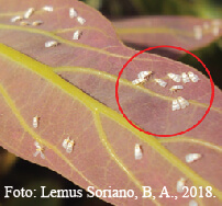 Insectos Chupadores (Hemiptera) del Aguacate