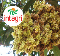 Escoba de Bruja (Acerea magniferae) en Mango