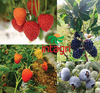 Derecho de Obtentor de Variedades en Berries