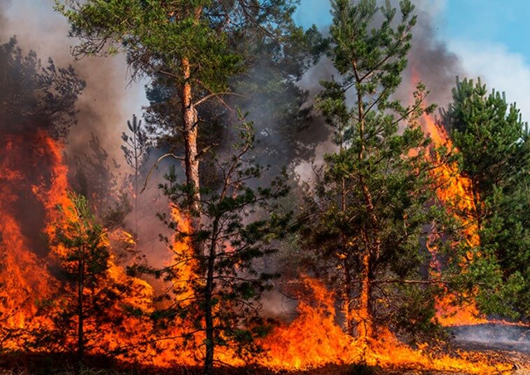 Incendios por sequías 