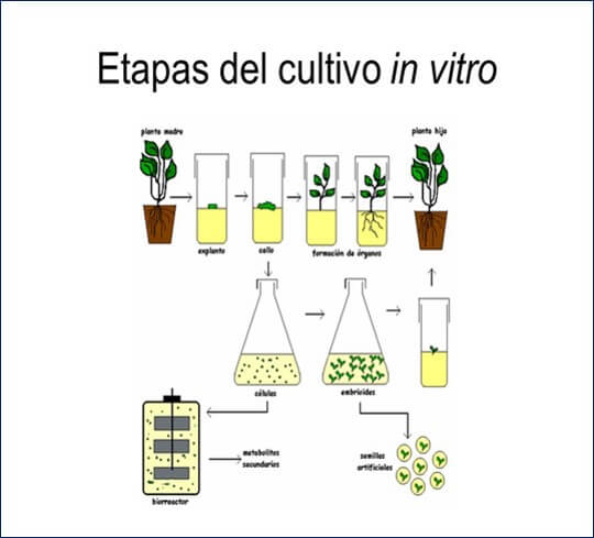 cultivo in vitro
