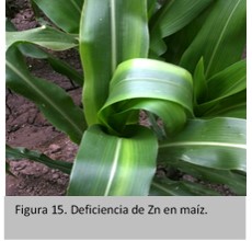 deficiencias de zinc en maiz