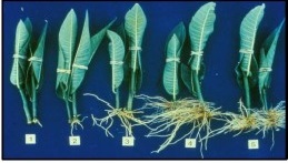 uso de auxinas para generar raíces