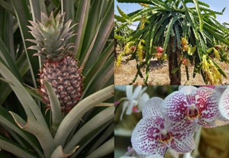 Plantas CAM: Piña,Orquídeas