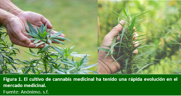Plantas de cannabis en campo