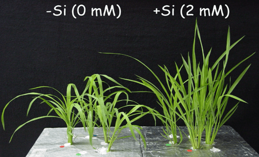 Efecto del silicio en el crecimiento de plantas de arroz. 