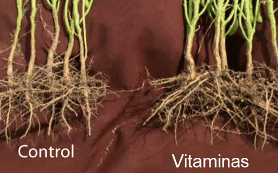 Efecto de las vitaminas en el enraizamiento y nodulación en plantas de leguminosas.