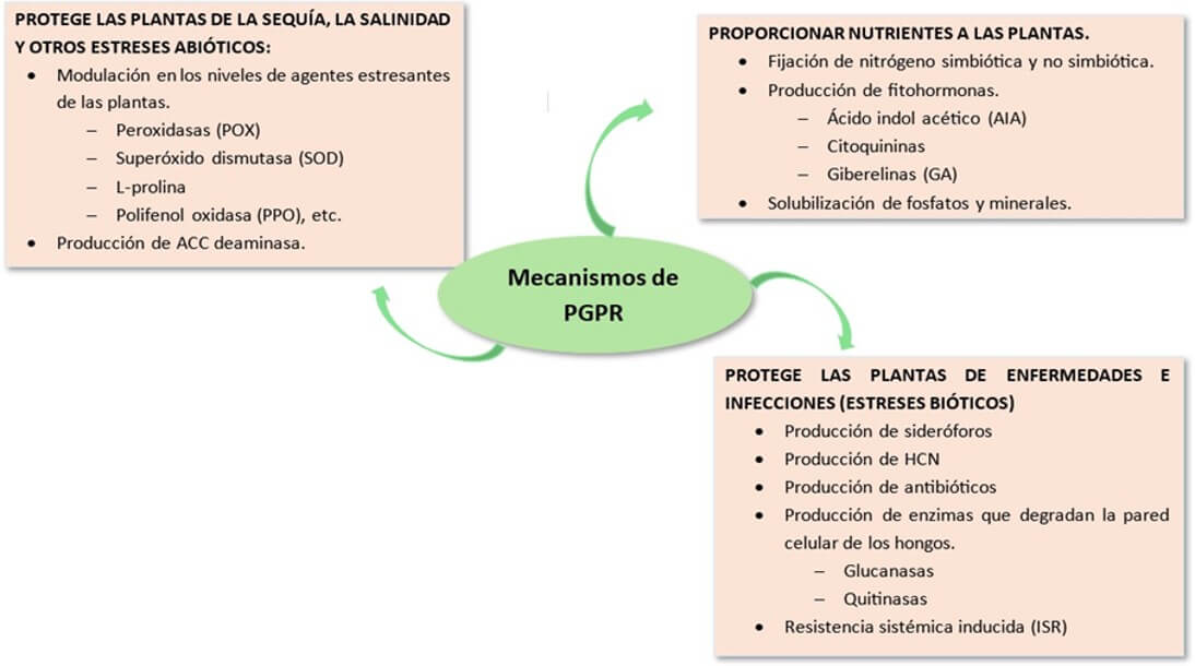 Mecanismos de acción de las PGPR.