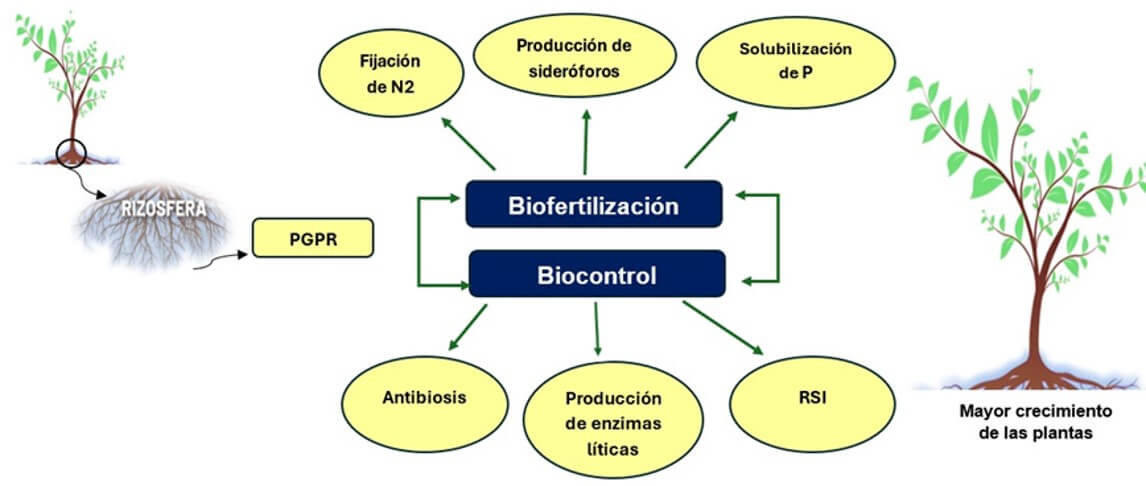 El papel de las PGPR en la fertilidad 