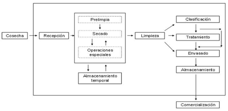 Acondicionamiento de la semilla 