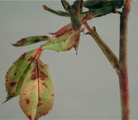 Síntomas del mildiu velloso en rosal