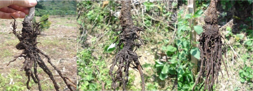 Atrofia de la raíz en cultivo de aguacate