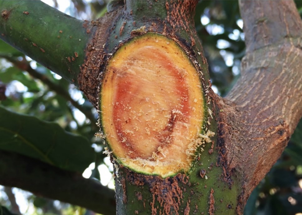 Necrosis en ramas de aguacate 