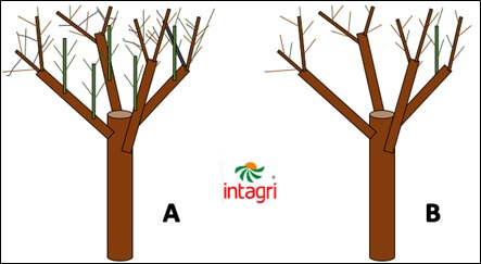 Podas en los Cultivos de Cítricos | Intagri S.C.