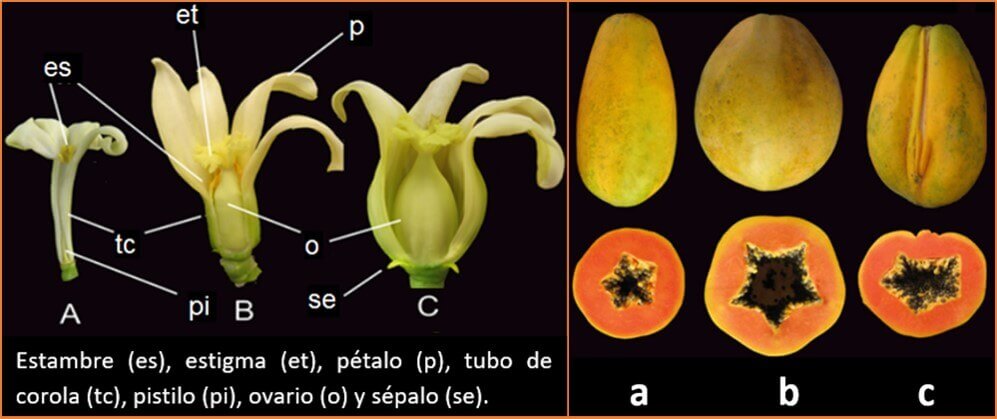 Floración y tipos de frutos de papaya