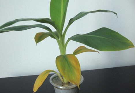 Clorosis en planta de banano por Fusarium Raza 4
