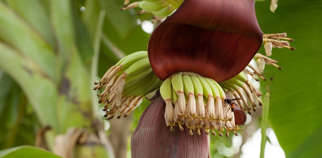 Defensas naturales en banano 