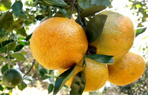 arbol de naranja