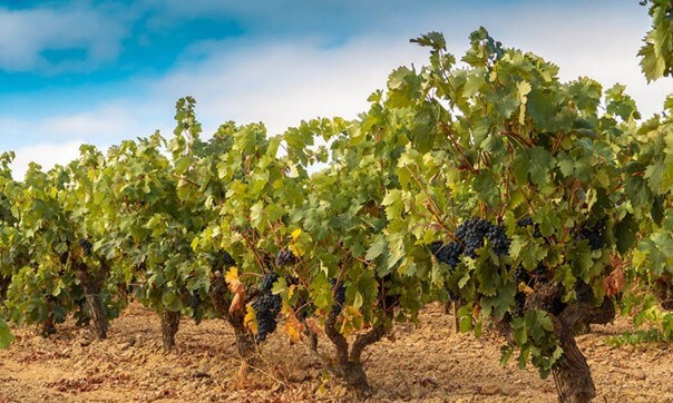 Viñedo de Tempranillo en la Región del Toro, España.