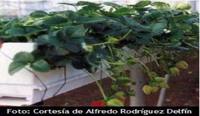 Cmo Cultivar Fresas Con El Sistema De Hidropona Nft