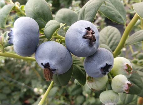 El Cultivo de Arándano o Blueberry | Intagri S.C.