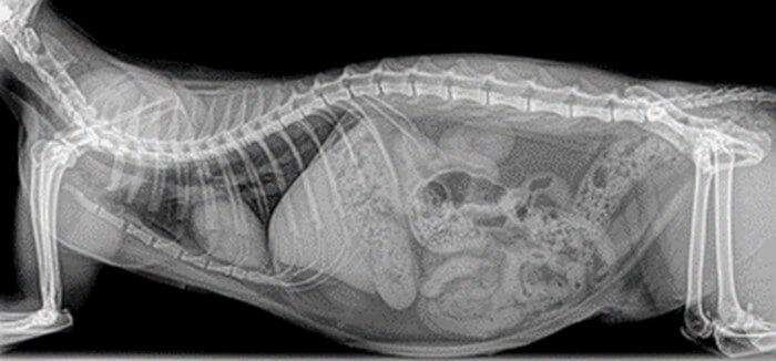 Radiografía de abdomen de gato (Clarox DR companion Animals, 2012).