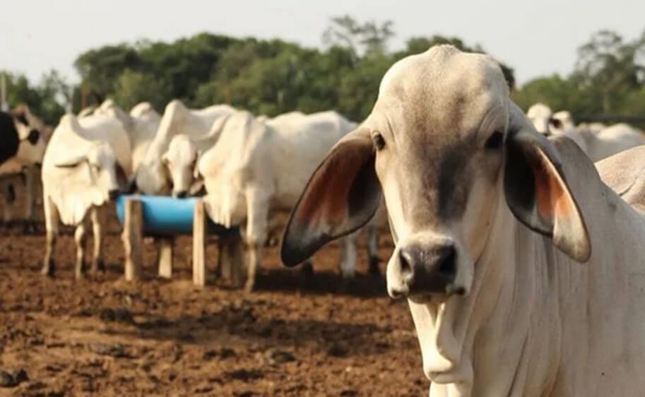 Importancia de la calidad del agua en la producción de carne