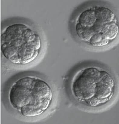 Embrión de 10 células. 