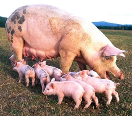 La reproducción de cerdos es la actividad más rentable del sector (SIAP, 2017).