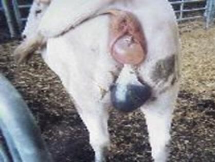 Dilatación cuello uterino en la vaca