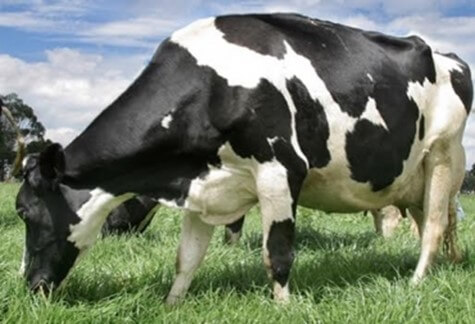 Calostro bovino: recogida y administración - Innogando
