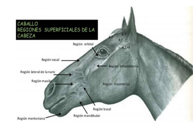 Regiones superficiales de la cabeza en equino (Martínez, 2016).