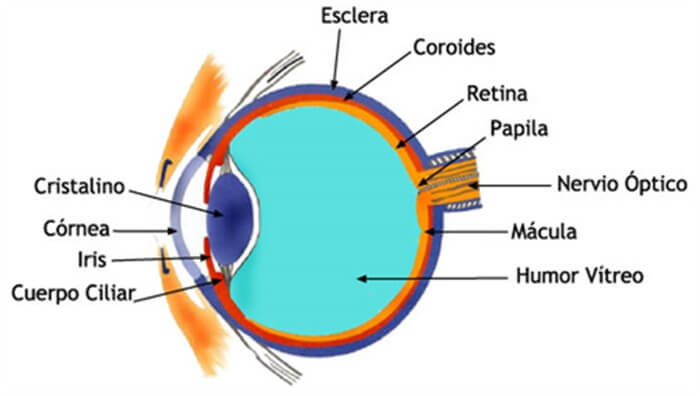 Anatomía del ojo (Torres, 2002).