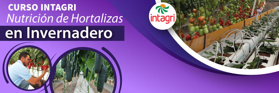 Curso Virtual Nutrición De Hortalizas En Invernadero Información Intagri Sc 3406