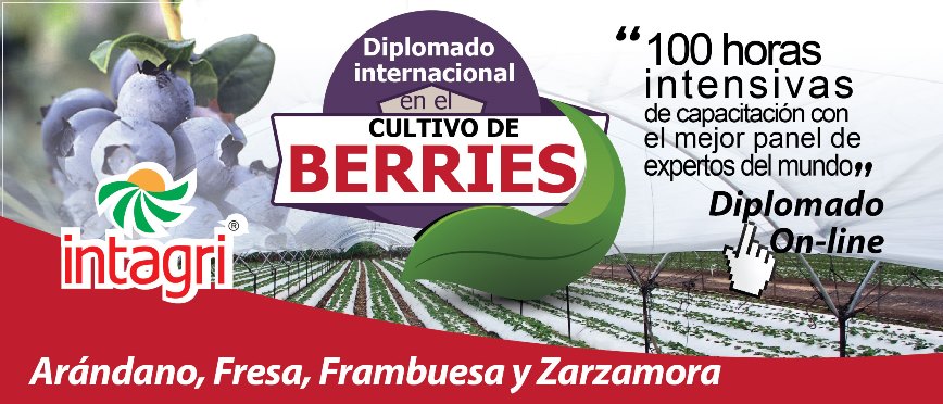 Diplomado Internacional en Cultivo de Berries