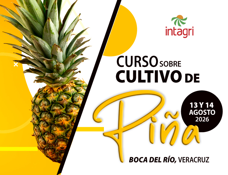 Inscribete al Curso INTAGRI sobre el Cultivo de Piña